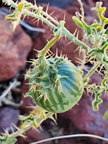 Bush Tomato