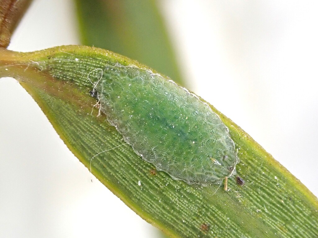 Aphenochiton pubens