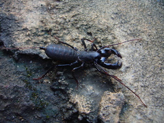 Labochirus proboscideus