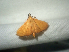 Mabra nigriscripta
