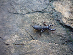 Labochirus proboscideus