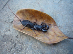 Labochirus proboscideus