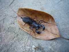 Labochirus proboscideus