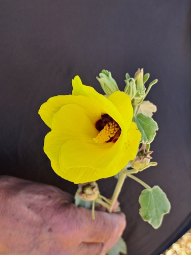 Hibiscus austrinus