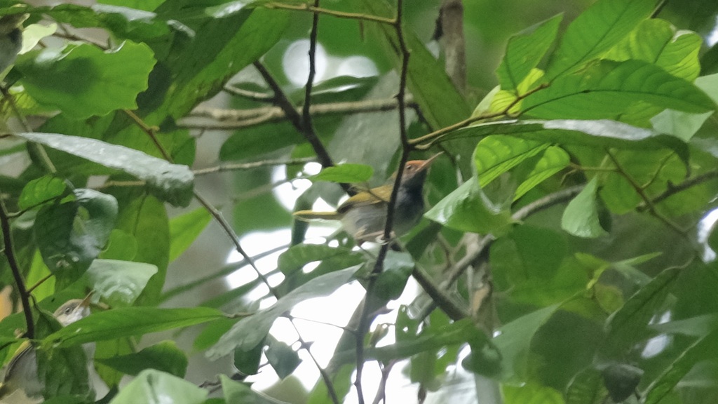 Dark-necked Tailorbird (Orthotomus atrogularis)
