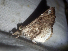 Masca abactalis