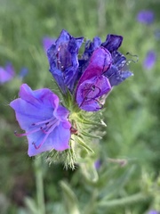 Echium plantagineum