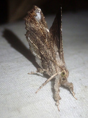 Masca abactalis