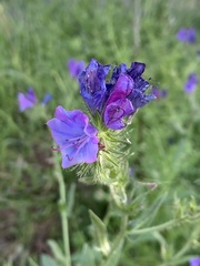 Echium plantagineum