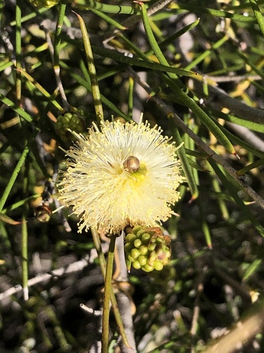 Melaleuca concreta observed 2025-08-18