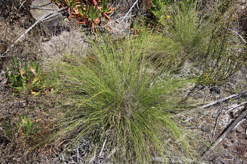 Image of Tenaxia stricta by (c) Tony Rebelo, some rights reserved (CC BY-SA)