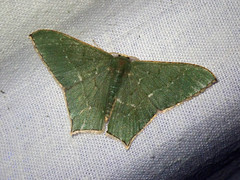 Maxates korintjiensis