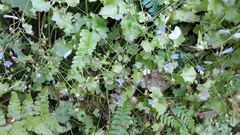 Hesperocodon hederaceus