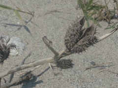 Datura stramonium