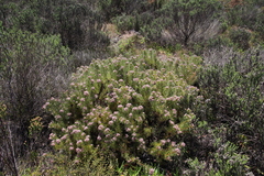 Serruria foeniculacea