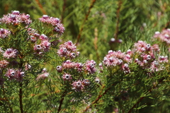 Serruria foeniculacea