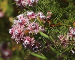 Serruria foeniculacea