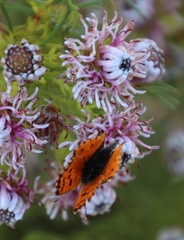 Serruria foeniculacea