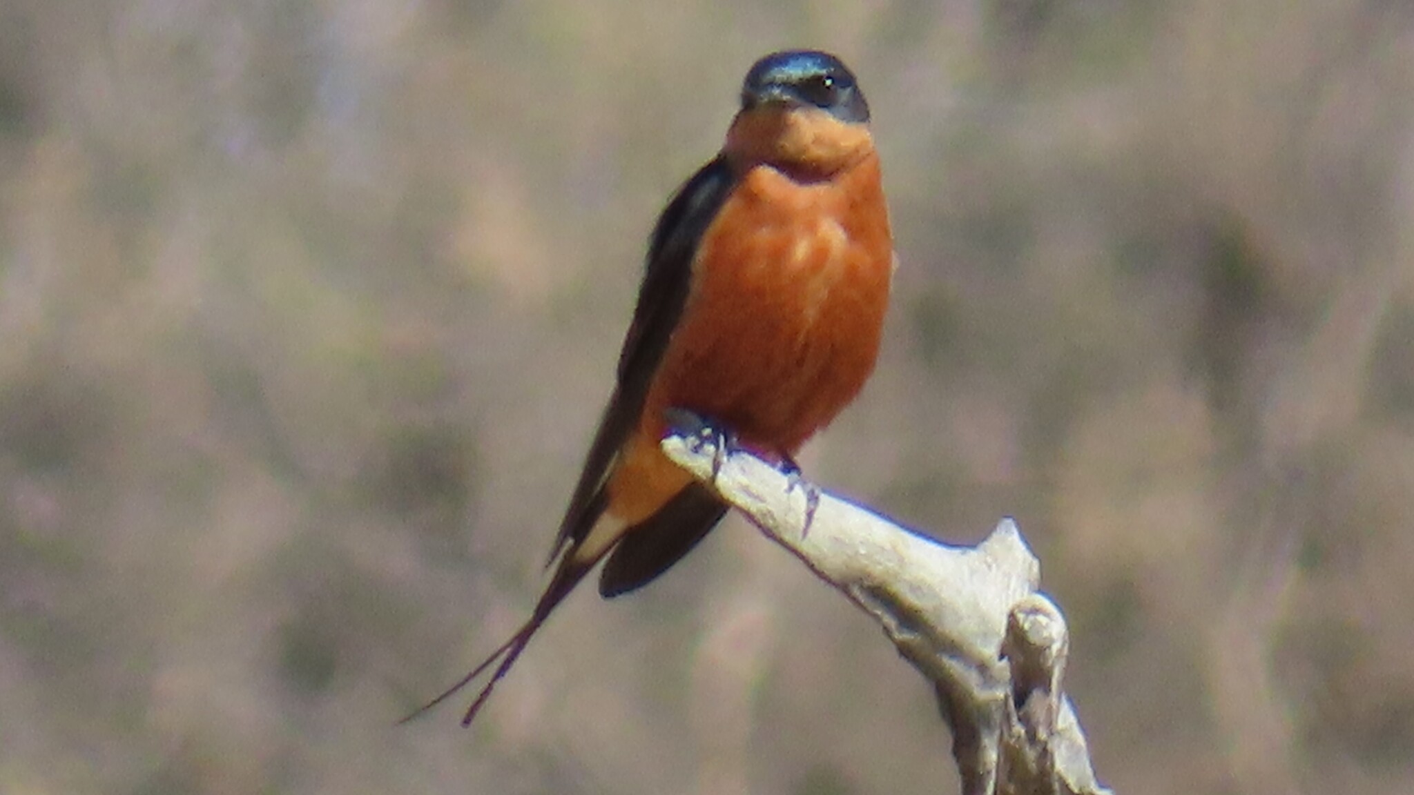 Red-breasted Swallow (Cecropis semirufa), photo 6