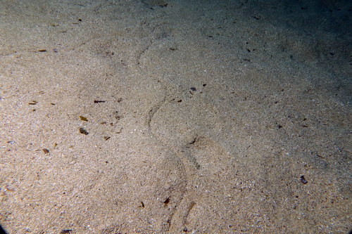 European finless eel (Apterichtus caecus) — Ophichthidae — 3