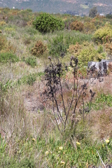 Leucadendron floridum