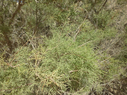 Image of Tamarix nilotica by (c) Even Dankowicz, some rights reserved (CC BY)