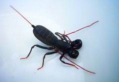 Labochirus proboscideus