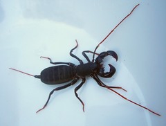 Labochirus proboscideus