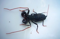 Labochirus proboscideus