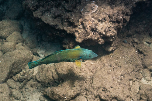 Yellowstripe coris (Coris flavovittata) — Labridae