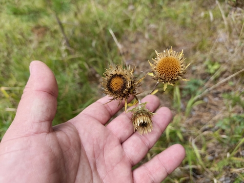 Carlina biebersteinii (Carlina biebersteinii)