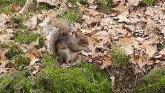 Sciurus carolinensis