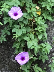 Ipomoea cairica