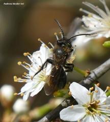 Andrena bicolor