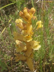 Orobanche reticulata