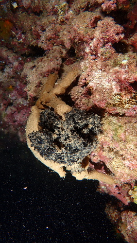 Echinodictyum asperum observed 2025-08-13