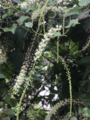 Anredera cordifolia