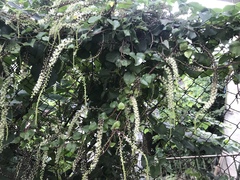 Anredera cordifolia