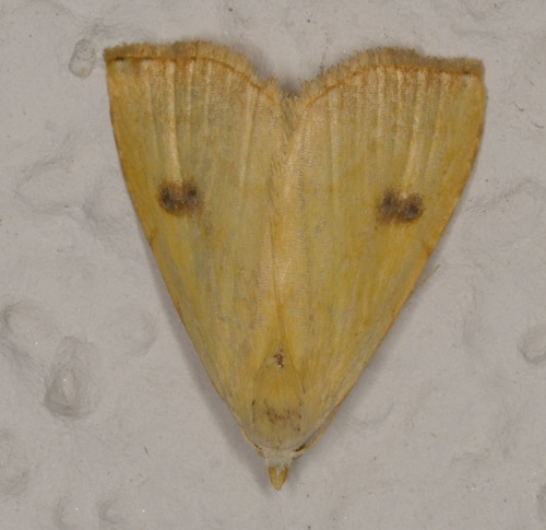 Photo of Straw Dot (Rivula sericealis)