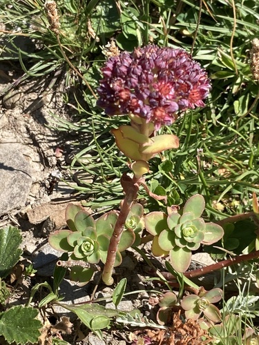 Hylotelephium anacampseros (Hylotelephium anacampseros)