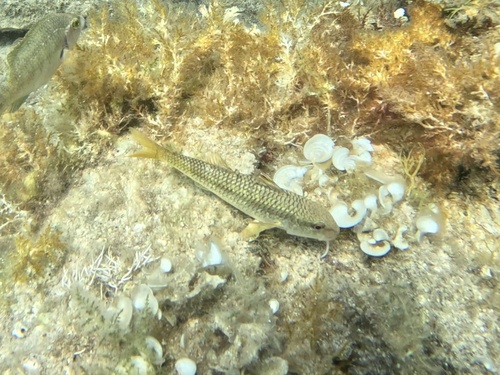 Mullus surmuletus
