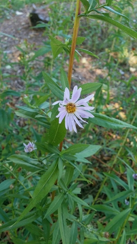 Symphyotrichum foliaceum var. apricum