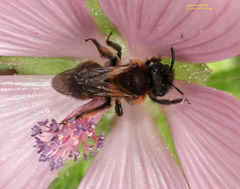 Andrena bicolor
