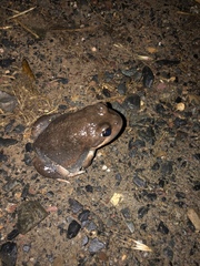 Limnodynastes dumerilii dumerilii