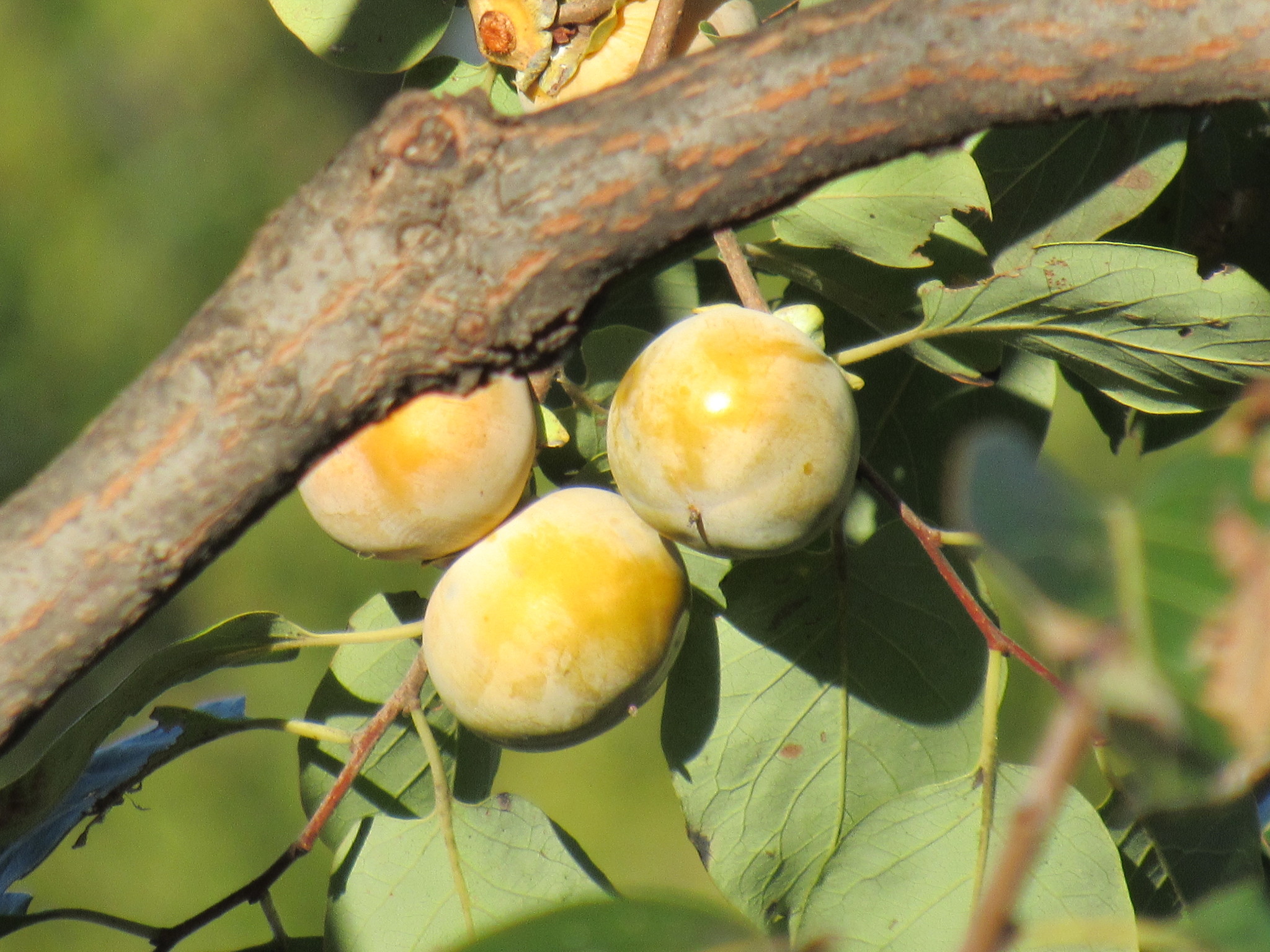 persimmons (Genus Diospyros) · iNaturalist