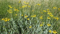 Rudbeckia glaucescens