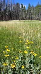 Rudbeckia glaucescens