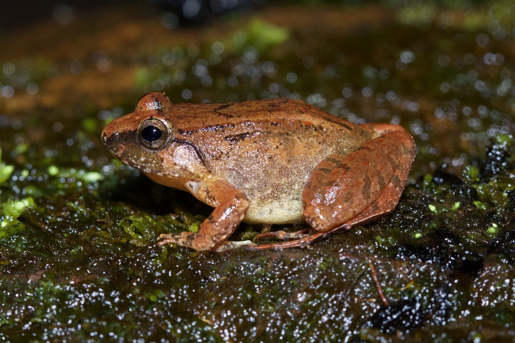 Limborg's Frog