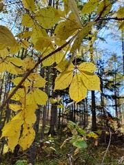 Eleutherococcus senticosus