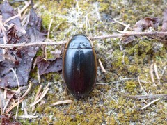 Dytiscus verticalis